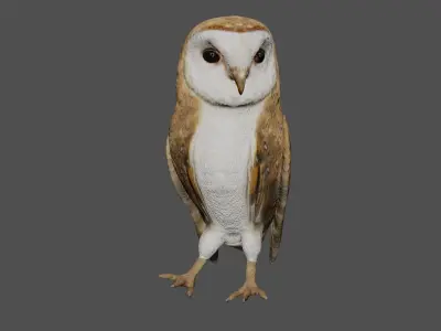 Barn owl Low-poly 3D model purchase