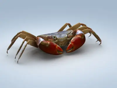 Ilyoplax pingi crab Low-poly 3D model