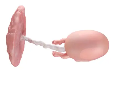 Fetus Week 10 Animated 3D model