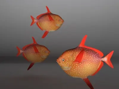 Lampris guttatus Fish Low-poly 3D model