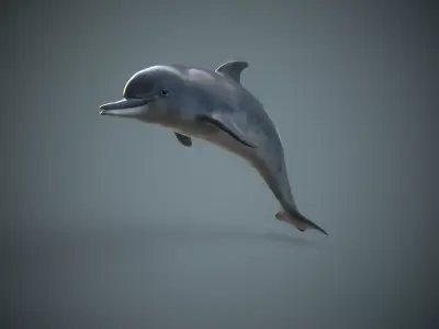 Game Ready Low Poly Dolphin Low-poly 3D model