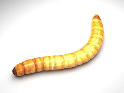 Mealworm 3D model