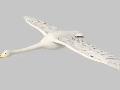 white swan 3D model