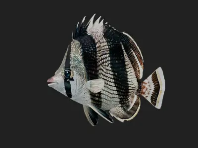 Bandedbutterflyfish Low-poly 3D model