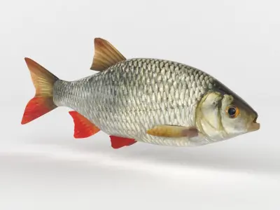 Rudd Fish 3D model