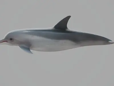 Dolphin Low-poly 3D model 2