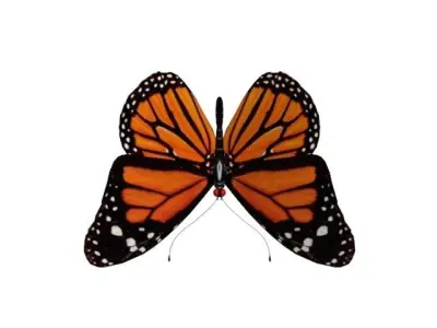 BUTTERFLY monarch 3D model