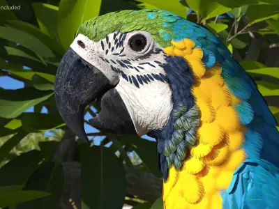 Blue and Yellow Macaw Head 3D model purchase