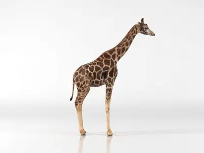 Giraffe Low-poly 3D model 2