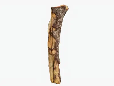 Scanned Tree Wood 11 3D model