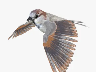 Sparrow Bird Rigged 3D model