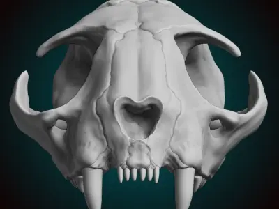 Cat Skull 3D model
