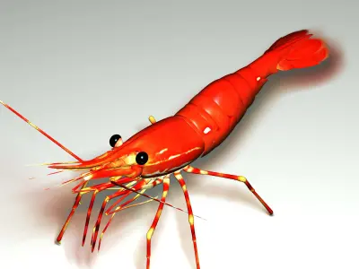 Shrimp 3D model order