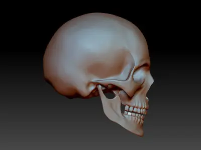 Separate anatomically correct human skull in natural size 3D print model