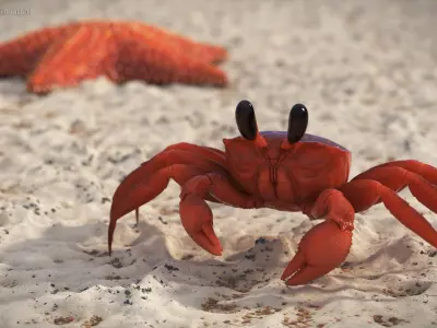  Coastal Burrowing Crab Red 