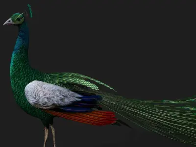 Peacock V4E 3D model