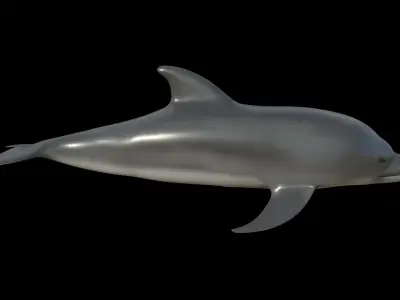 Dolphin fully rigged and low poly Low-poly 3D model