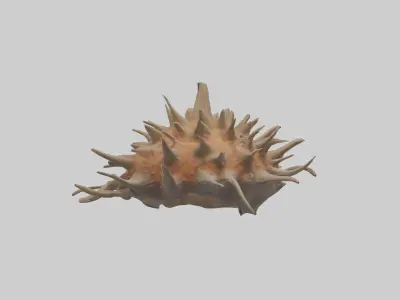 Sea Urchin clinging model 3D model