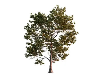 Alder Tree 01 Free 3D model