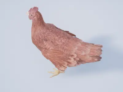 Chicken Low-poly 3D model get