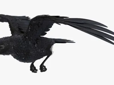 Common Raven Soars Animated Rigged 3D model