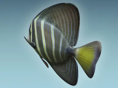 Zebrasoma Fish 3 3D model