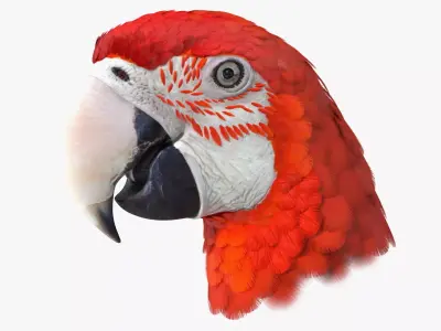 Red Green Macaw Parrot Head 3D model