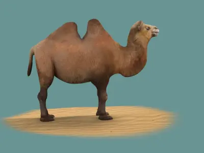 camel luggage horse animal mammal desert saudi hershel sahara 3D model