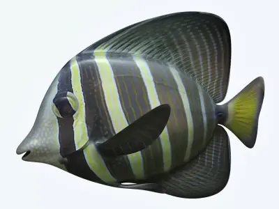Zebrasoma Fish 3 3D model