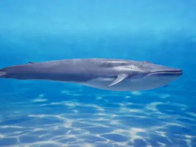 Blue whale Rig UNREAL project   Maya base rig 3D model