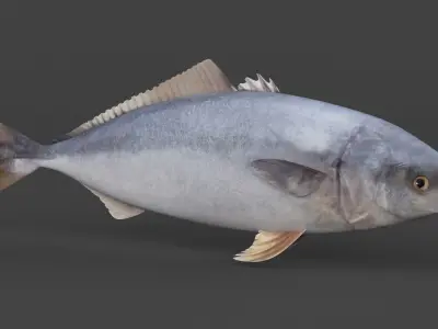 Tuna Fish 3D model