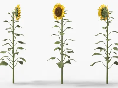Blooming Sunflower Stem Tall Fur 3D model