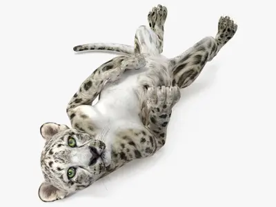 Snow Leopard Cub in Lying Playful Pose 3D model