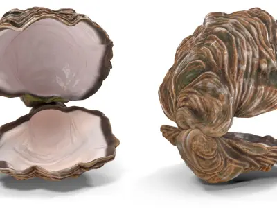  Open Oyster Shell White 