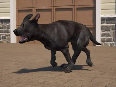 Black Labrador Dog Running Animated Rigged for Cinema 4D 3D model