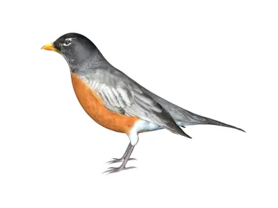 American Robin Low-poly 3D model