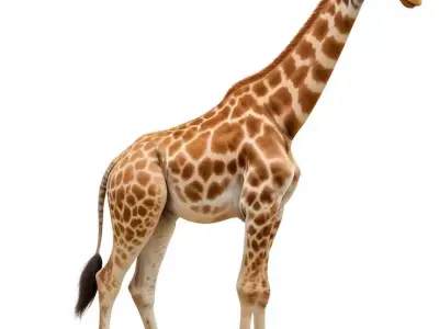 Realistic Giraffe 3D Model with PBR Textures 3D model