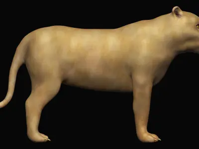 Lioness lion 3D model