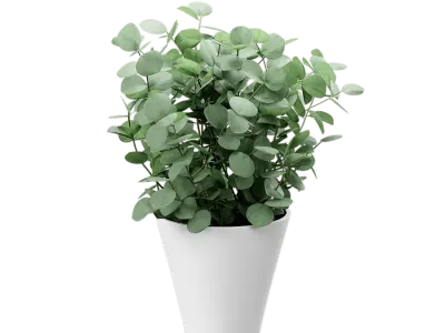  Young Silver Dollar Eucalyptus Plant Potted Plant Model 
