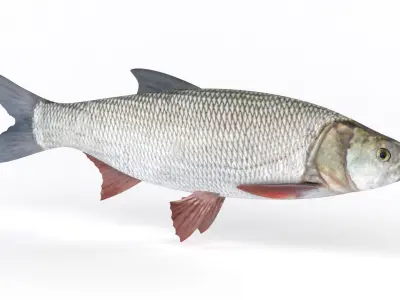 Asp Fish 3D model