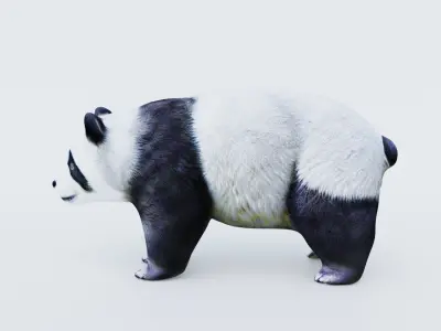 Panda Free 3D model buy