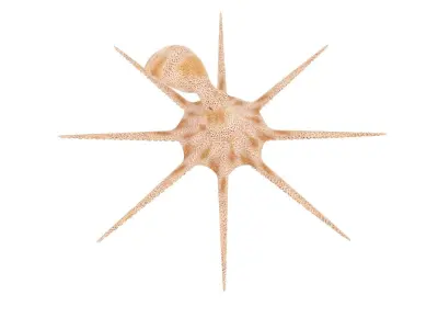 Octopus 3D model shop