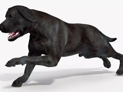 Black Labrador Dog Running Animated Rigged for Cinema 4D 3D model