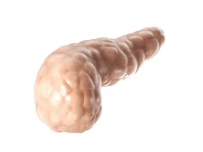 Pancreas PBR 3D model