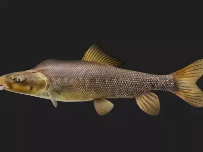 Carp fish Low-poly 3D model