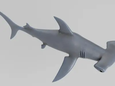 Hammerhead Shark 3D model shop