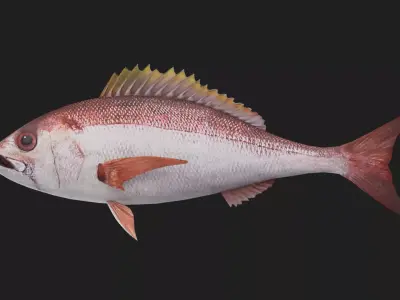 Snapper Low-poly 3D model 5