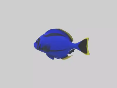 Blue Tang darting through coral model Low-poly 3D model