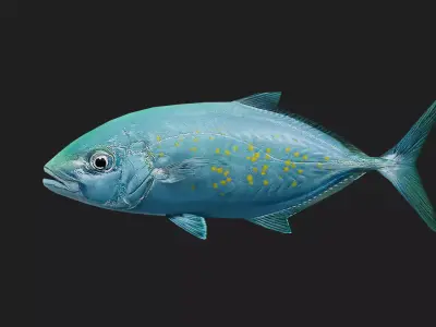 Trevally Low-poly 3D model 4