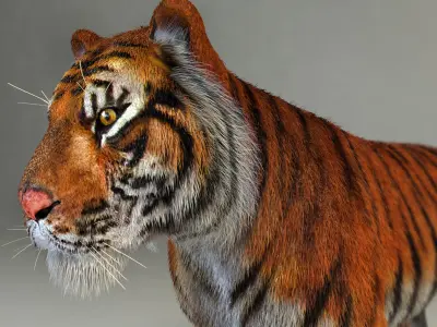 Amur Tiger vray v1 Low-poly 3D model
